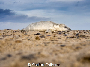 Top of the Heap ...

Grey Seal (pup) - Halichoerus gryp... by Stefan Follows 